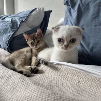 Ferdinand and Thebe -  British Shorthair Cat for Adoption - Ferdinand And Thebe | PetCurious