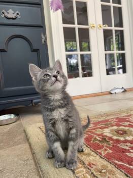 Domestic Short Hair Cats Available for Adoption in Broomall, Pennsylvania - Johnny Jump Up | PetCurious