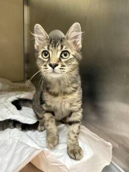 OAK -  Domestic Medium Hair Cat Available for Adoption in Fort Myers, Florida - OAK | PetCurious