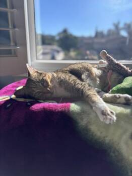 Imperial Ladybug 4917 -  Domestic Short Hair Cat for Adoption in Bonsall, California - Imperial Ladybug 4917 | PetCurious