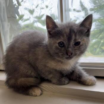 Domestic Short Hair Cats Available for Adoption - TUSC-Stray-83861 | PetCurious