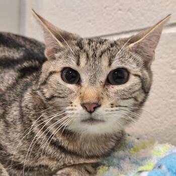 Daphne -  Domestic Short Hair Cat for Adoption in Fairport, New York - Daphne | PetCurious