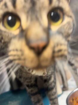 Carey -  Domestic Short Hair Cat for Adoption in New Cumberland, West Virginia - Carey | PetCurious