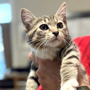 Rescue Domestic Short Hair Cats for Adoption in Blackfoot, Idaho - Snickers | PetCurious