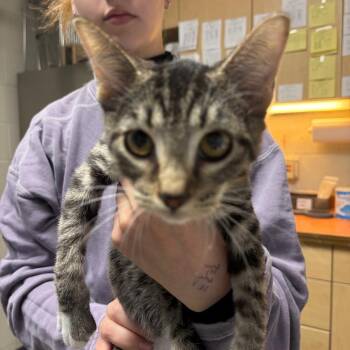 Fred -  Domestic Short Hair Cat for Adoption in Dekalb, Illinois - Fred | PetCurious