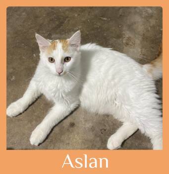 ASLAN -  Tabby Cat for Adoption in Lawton, Oklahoma - ASLAN | PetCurious