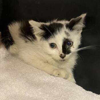 Patchy -  Domestic Short Hair Cat for Adoption in Dekalb, Illinois - Patchy | PetCurious