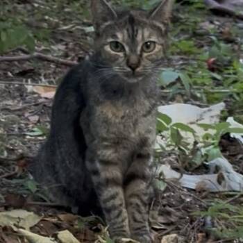 Angelica -  Domestic Short Hair Cat for Adoption in New York, New York - Angelica | PetCurious