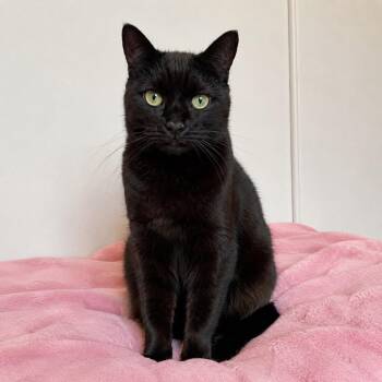 Olivia -  Domestic Short Hair Cat for Adoption in Cambria, California - Olivia | PetCurious