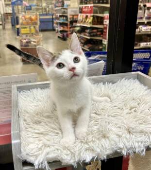 Rescue Turkish Van and Tabby Cats for Adoption in Tustin, California - Arrowhead | PetCurious