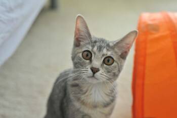 Luna (bonded with Celeste) -  Domestic Short Hair Cat for Adoption in Odenton, Maryland - Luna (bonded With Celeste) | PetCurious
