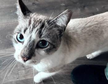 Snowshoe Cats Available for Adoption - Ichabod | PetCurious