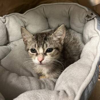 Goodwin -  Domestic Short Hair Cat for Adoption in Houston, Texas - Goodwin | PetCurious