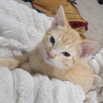Lorena C12047 -  Domestic Short Hair Cat for Adoption - Lorena C12047 | PetCurious