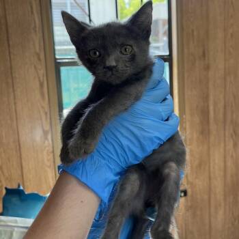 Domestic Short Hair Cats Available for Adoption - Zinger | PetCurious