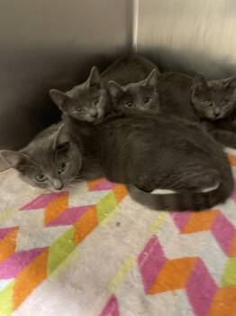 Rescue Domestic Short Hair Cats for Adoption in Rocky Mount, North Carolina - 107664A-D | PetCurious
