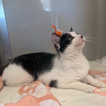Domestic Short Hair Cats Available for Adoption in Saint Charles, Missouri - Priscilla | PetCurious