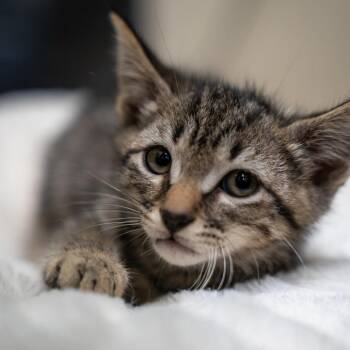 Carl -  Domestic Short Hair Cat for Adoption in Gainesville, Georgia - Carl | PetCurious