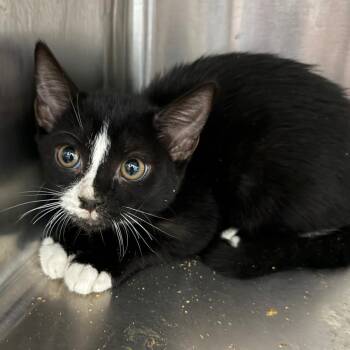 Domestic Short Hair Cats Available for Adoption - Whopper | PetCurious