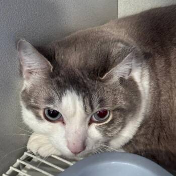 Domestic Short Hair Cats Available for Adoption in Talent, Oregon - Moto Moto (12) | PetCurious