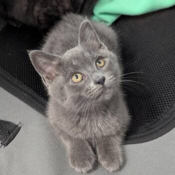 Cicada -  Domestic Short Hair Cat for Adoption in Westminster, California - Cicada | PetCurious