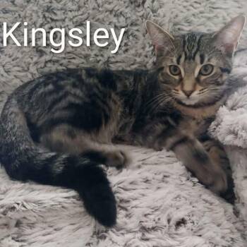 Kingsley -  Tabby Cat for Adoption in Wyandotte, Michigan - Kingsley | PetCurious