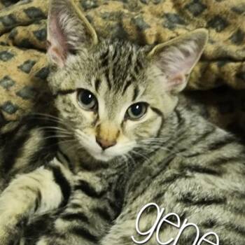 Rescue Domestic Short Hair Cats for Adoption in Evansville, Indiana - Eugene | PetCurious