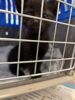 MIDNIGHT -  Domestic Short Hair Cat for Adoption in Palmetto, Florida - MIDNIGHT | PetCurious