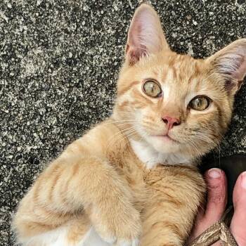 Sundance -  Domestic Short Hair Cat for Adoption in Gastonia, North Carolina - Sundance | PetCurious