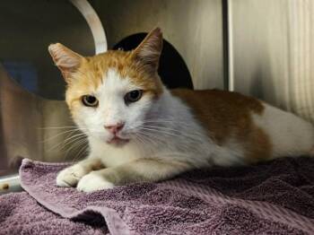 MALCOLM -  Domestic Short Hair Cat for Adoption in Martinez, California - MALCOLM | PetCurious