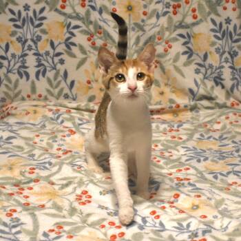 Gabi -  Calico Cat for Adoption in Gilbert, Arizona - Gabi | PetCurious