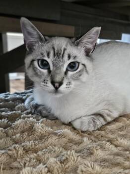 Siamese and Domestic Short Hair Cats Available for Adoption in Walnut Creek, California - Stefan & Damon | PetCurious