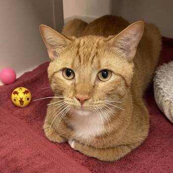 Domestic Short Hair Cats Available for Adoption in Sarasota, Florida - Grape | PetCurious