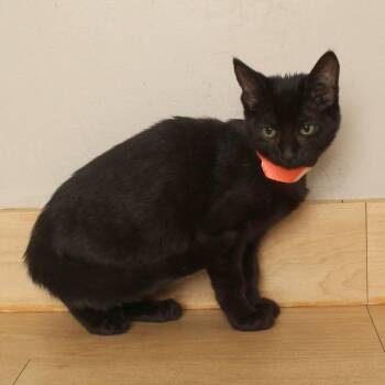 Black Bean C70718 -  Domestic Short Hair Cat for Adoption in Minnetonka, Minnesota - Black Bean C70718 | PetCurious