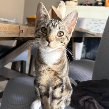 Ellie (Gigi) -  Domestic Short Hair Cat for Adoption in Hemet, California - Ellie (Gigi) | PetCurious
