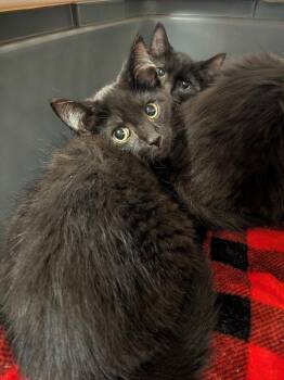 Harrier -  Domestic Long Hair Cat for Adoption in Cincinnati, Ohio - Harrier | PetCurious