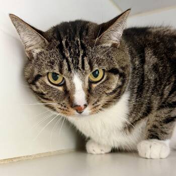 Domestic Short Hair Cats Available for Adoption in Oakland, California - Paws (bonded W/Mamas) | PetCurious