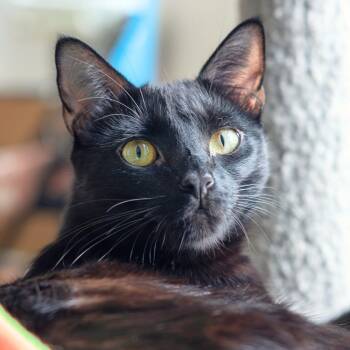 NCI5570 Bellatrix -  Domestic Short Hair Cat for Adoption in Port Washington, New York - NCI5570 Bellatrix | PetCurious