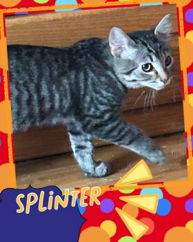 Splinter -  Tabby Cat for Adoption in Pasco, Washington - Splinter | PetCurious