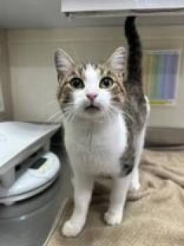 Rescue Domestic Short Hair Cats for Adoption in Manitowoc, Wisconsin - Mage | PetCurious