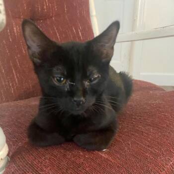 Remi -  Domestic Short Hair Cat for Adoption in Pocatello, Idaho - Remi | PetCurious