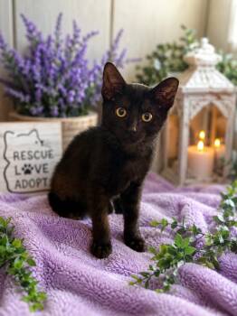Stormy -  Domestic Short Hair Cat for Adoption in Gilroy, California - Stormy | PetCurious