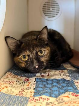 Shylo -  Domestic Short Hair Cat for Adoption in Weldon, Illinois - Shylo | PetCurious