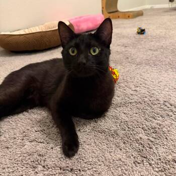 Geo -  Domestic Short Hair Cat for Adoption in San Tan Valley, Arizona - Geo | PetCurious