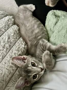 Bonnie (new) -  Domestic Short Hair Cat for Adoption in Zephyrhills, Florida - Bonnie (new) | PetCurious
