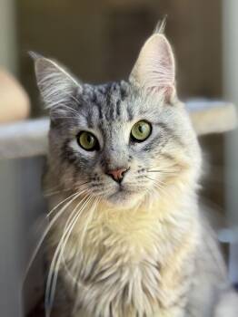 Maine Coon and Norwegian Forest Cat Cats Available for Adoption - Viggo | PetCurious
