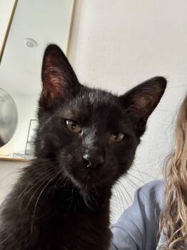 Domestic Short Hair and Bombay Cats Available for Adoption in Napa, California - Pepe | PetCurious