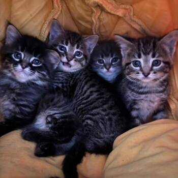 Sushi -  Domestic Short Hair Cat for Adoption in West Olive, Michigan - Sushi | PetCurious