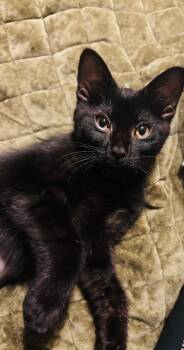 Emerald -  Domestic Short Hair Cat for Adoption in Mokena, Illinois - Emerald | PetCurious