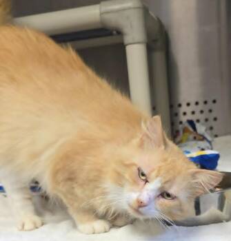 Sweet Potato -  Domestic Medium Hair Cat for Adoption in Orange, Virginia - Sweet Potato | PetCurious